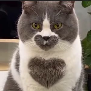 Meet your Posher, Duc